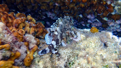 Scorpaena maderensis