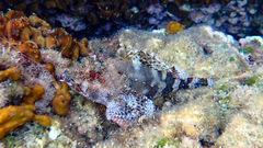 Scorpaena maderensis