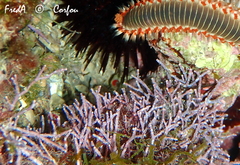 Amphiroa rigida