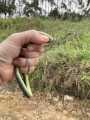 Philothamnus semivariegatus