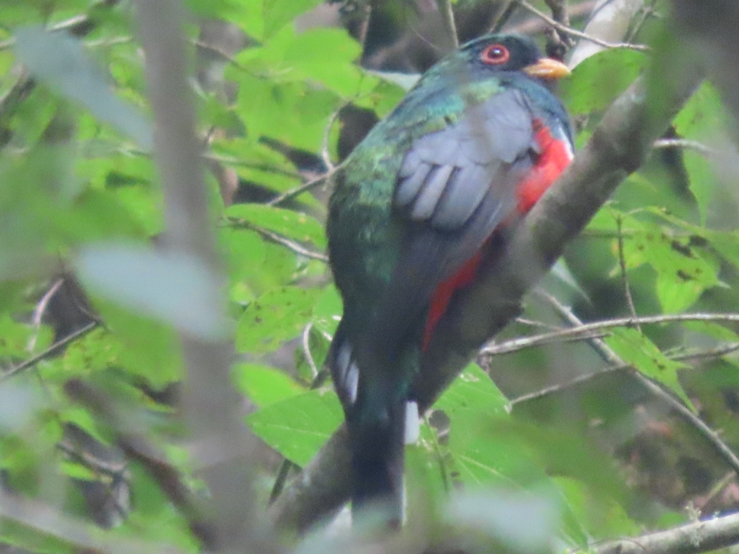 Mountain Trogon illustration
