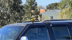 Colaptes campestris campestris