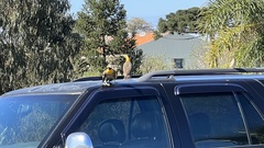 Colaptes campestris campestris