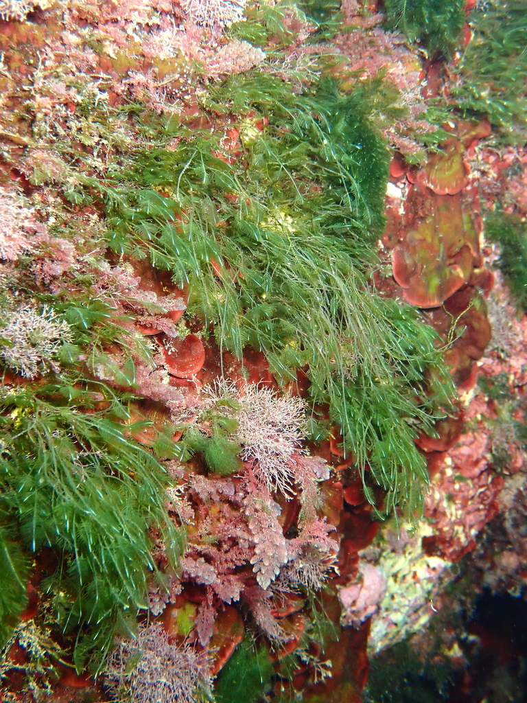 Bryopsis duplex