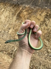 Philothamnus semivariegatus