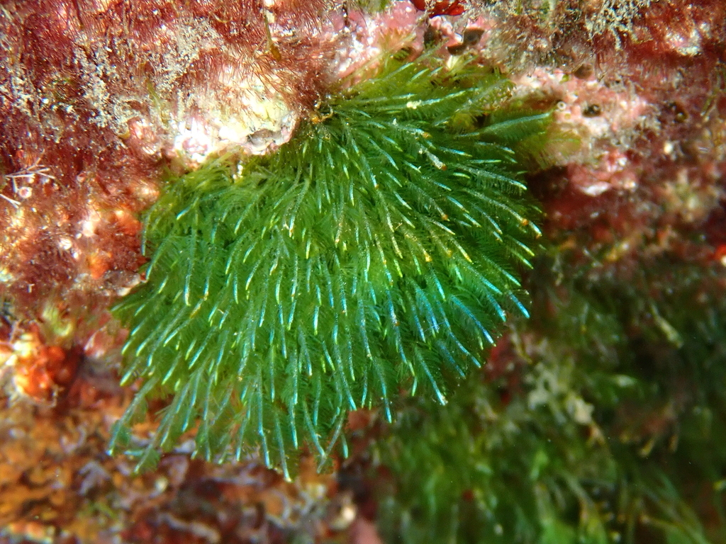 Bryopsis