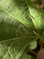 Phyllonorycter lucetiella