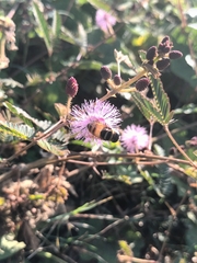 Phytomia argyrocephala