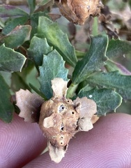 Rhopalomyia californica