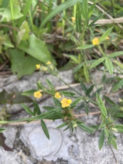 Stylosanthes