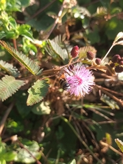 Phytomia argyrocephala