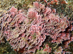 Corallina ferreyrae