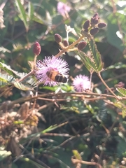 Phytomia argyrocephala