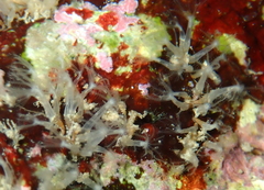 Cornularia cornucopiae