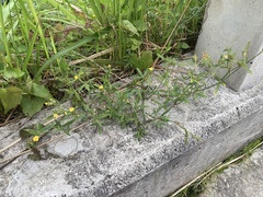 Stylosanthes