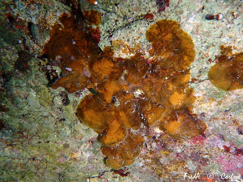 Photo of Variegated Fan Algae (Lobophora variegata)