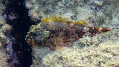 Scorpaena maderensis