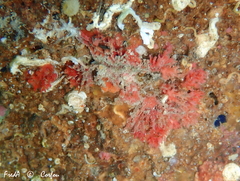 Miniacina miniacea