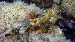 Scorpaena maderensis
