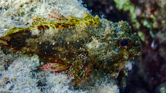 Scorpaena maderensis