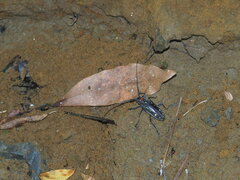 Batocera rubus