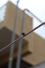 Muscidae