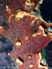 Schizoporella errata