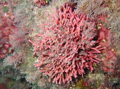 Tricleocarpa fragilis
