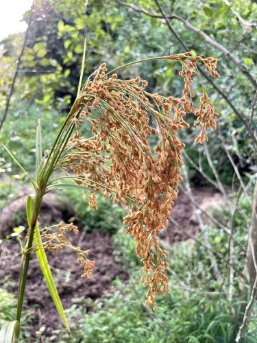 Scirpus wichurae, photograph 6