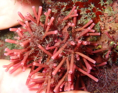 Tricleocarpa fragilis