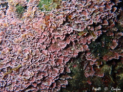 Corallina ferreyrae