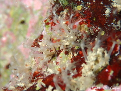 Cornularia cornucopiae