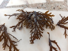 Cystoseira compressa