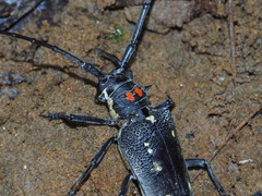 Batocera rubus