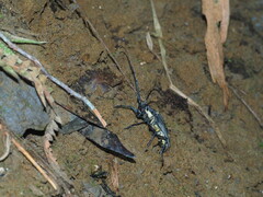 Batocera rubus