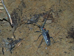 Batocera rubus