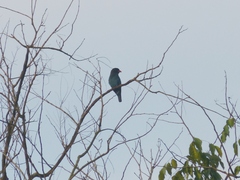 Eurystomus orientalis