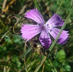 Dianthus collinus