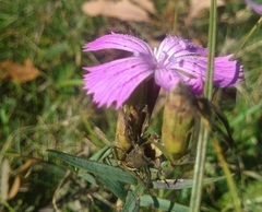 Dianthus collinus