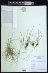 Carex leptalea