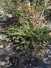 Juniperus communis