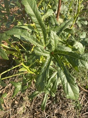 Abelmoschus esculentus