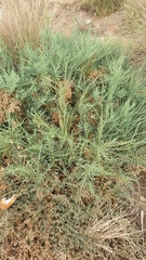 Allenrolfea occidentalis