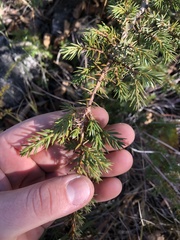 Juniperus communis