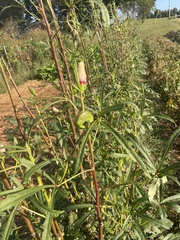 Abelmoschus esculentus