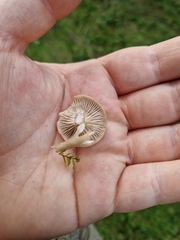 Stropharia coronilla