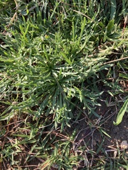 Plantago coronopus