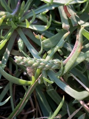 Plantago coronopus