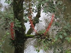 Tillandsia guatemalensis