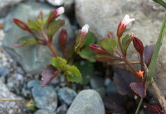 Torenia godefroyi